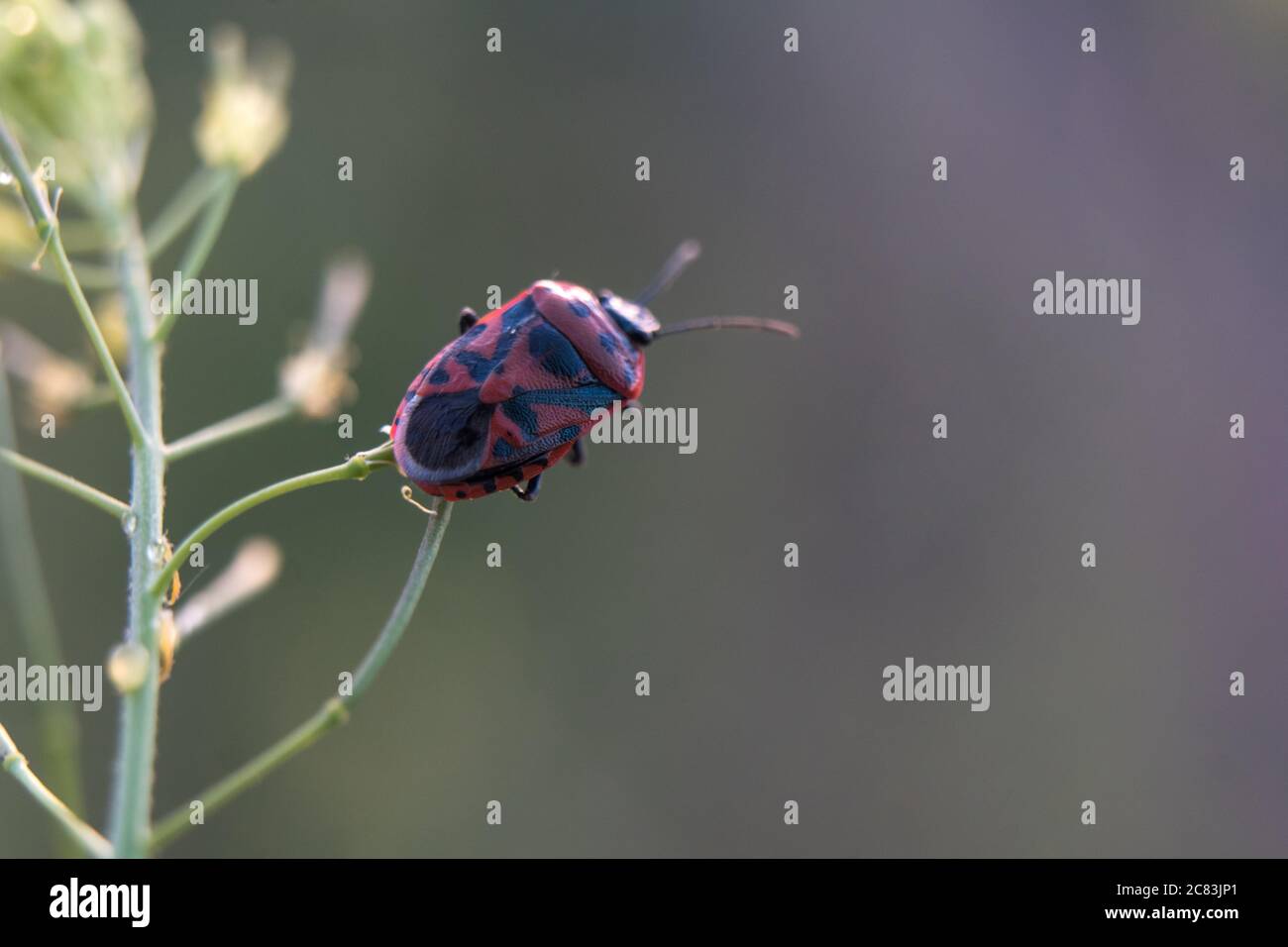 Eine Makroaufnahme eines roten Käfers im Juni Stockfoto