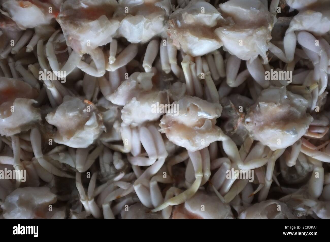 Gefrorene Krabbe, Nahaufnahme frische Krabbe Stockfoto