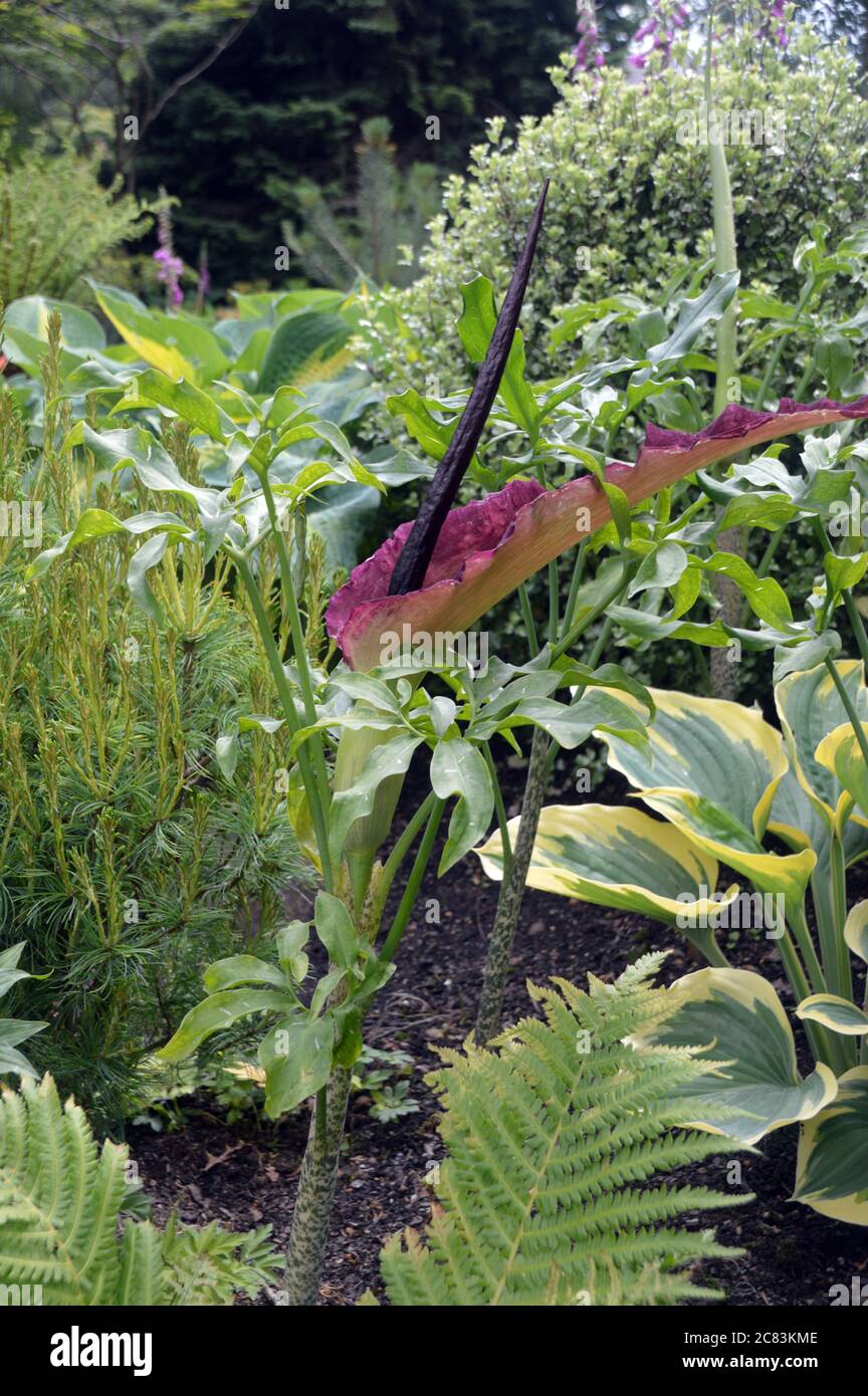 Dracunculus vulgaris (Drachenlilie oder Drachenarum), an einer Grenze im RHS Garden Harlow Carr, Harrogate, Yorkshire angebaut. England, Großbritannien Stockfoto