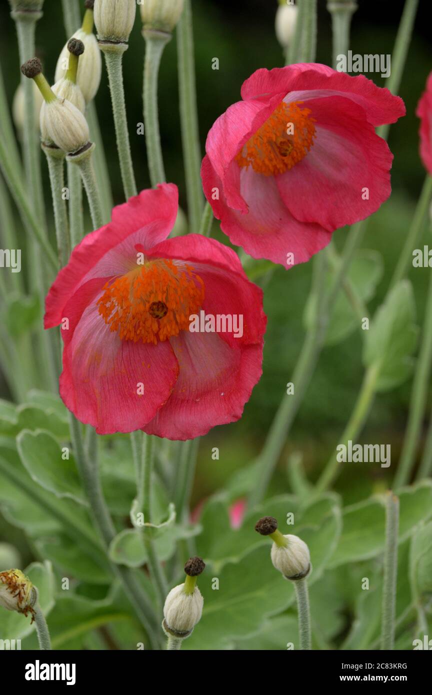 Rosa Meconopsis (Himalayan Mohn) Blumen & Saatköpfe in einer Grenze bei RHS Garden Harlow Carr, Harrogate, Yorkshire. England, Großbritannien Stockfoto