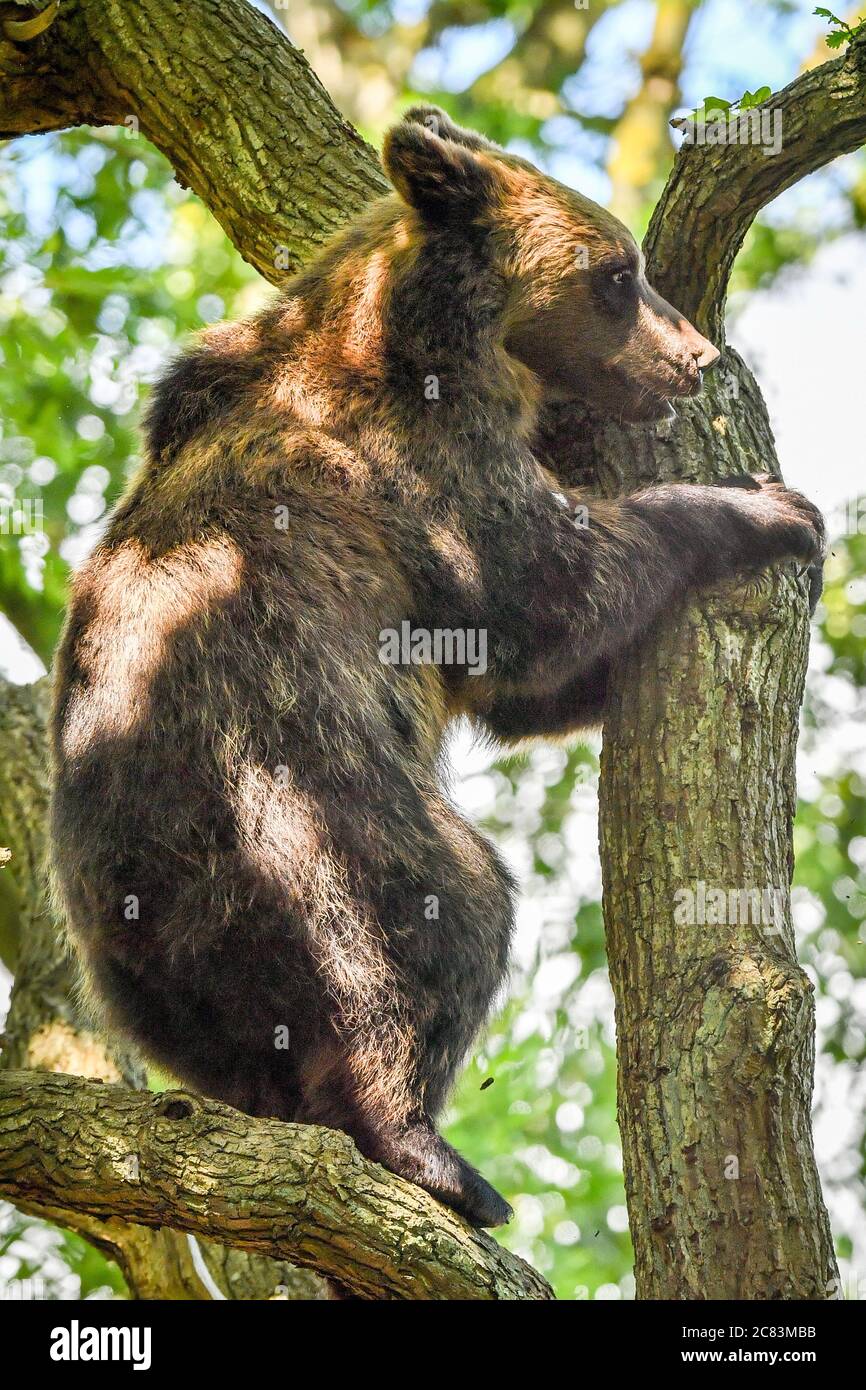 Ein europäischer Braunbär klettert am Wild Place Project in Bristol auf einen Baum, um den ersten Jahrestag der Eröffnung von Bear Wood zu feiern, der größten Ausstellung britischer Braunbären, wo sie neben Wölfen, Luchsen und Vielfraß leben, wie sie es vor Tausenden von Jahren getan hätten. Stockfoto