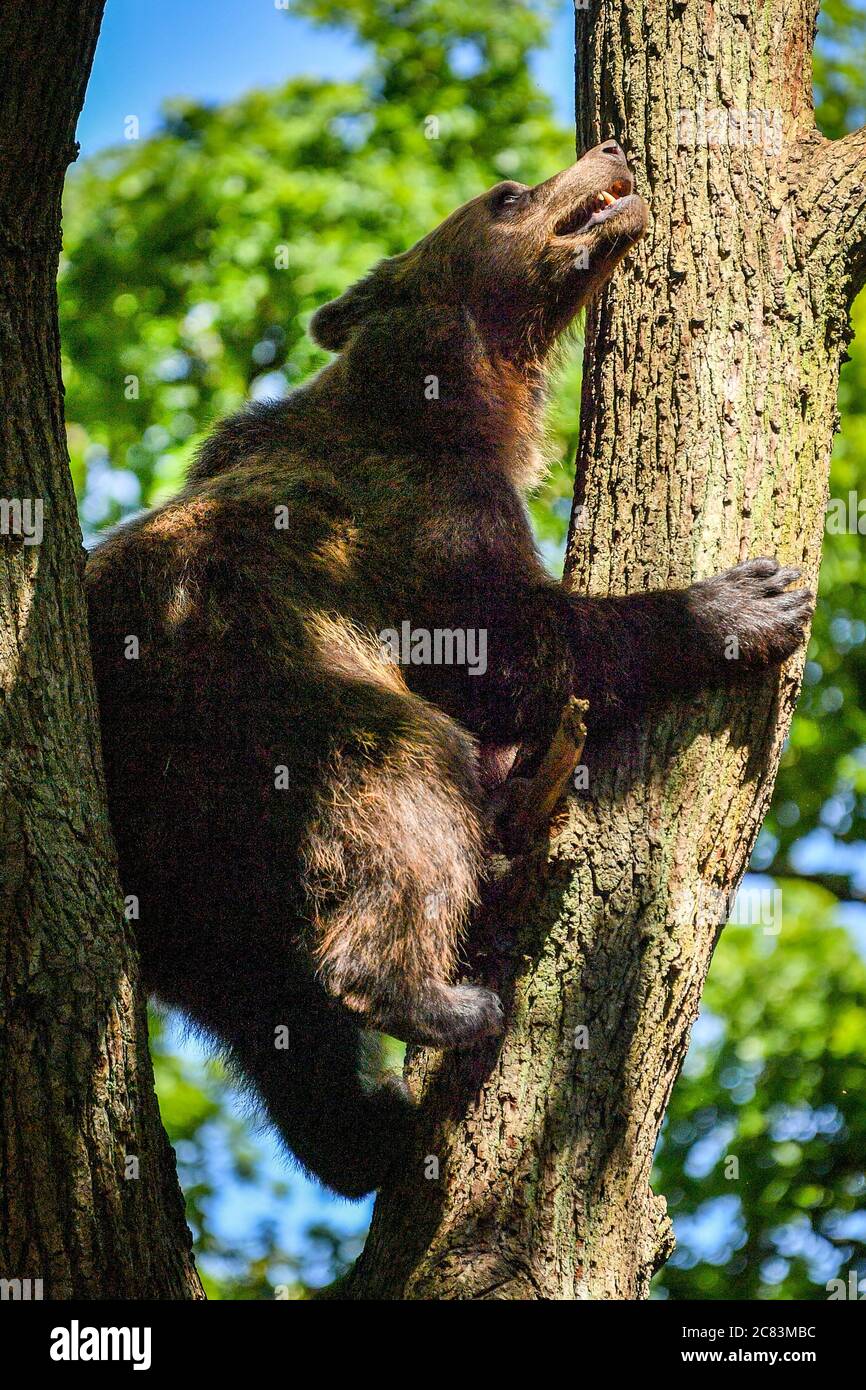 Ein europäischer Braunbär klettert am Wild Place Project in Bristol auf einen Baum, um den ersten Jahrestag der Eröffnung von Bear Wood zu feiern, der größten Ausstellung britischer Braunbären, wo sie neben Wölfen, Luchsen und Vielfraß leben, wie sie es vor Tausenden von Jahren getan hätten. Stockfoto