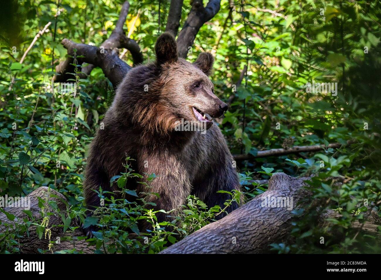 Ein europäischer Braunbär im Halbschatten beim Wild Place Project in Bristol, um den 1. Jahrestag der Eröffnung von Bear Wood zu feiern, der größten Ausstellung britischer Braunbären, wo sie neben Wölfen, Luchsen und Vielfraß leben, wie sie es vor Tausenden von Jahren getan hätten. Stockfoto