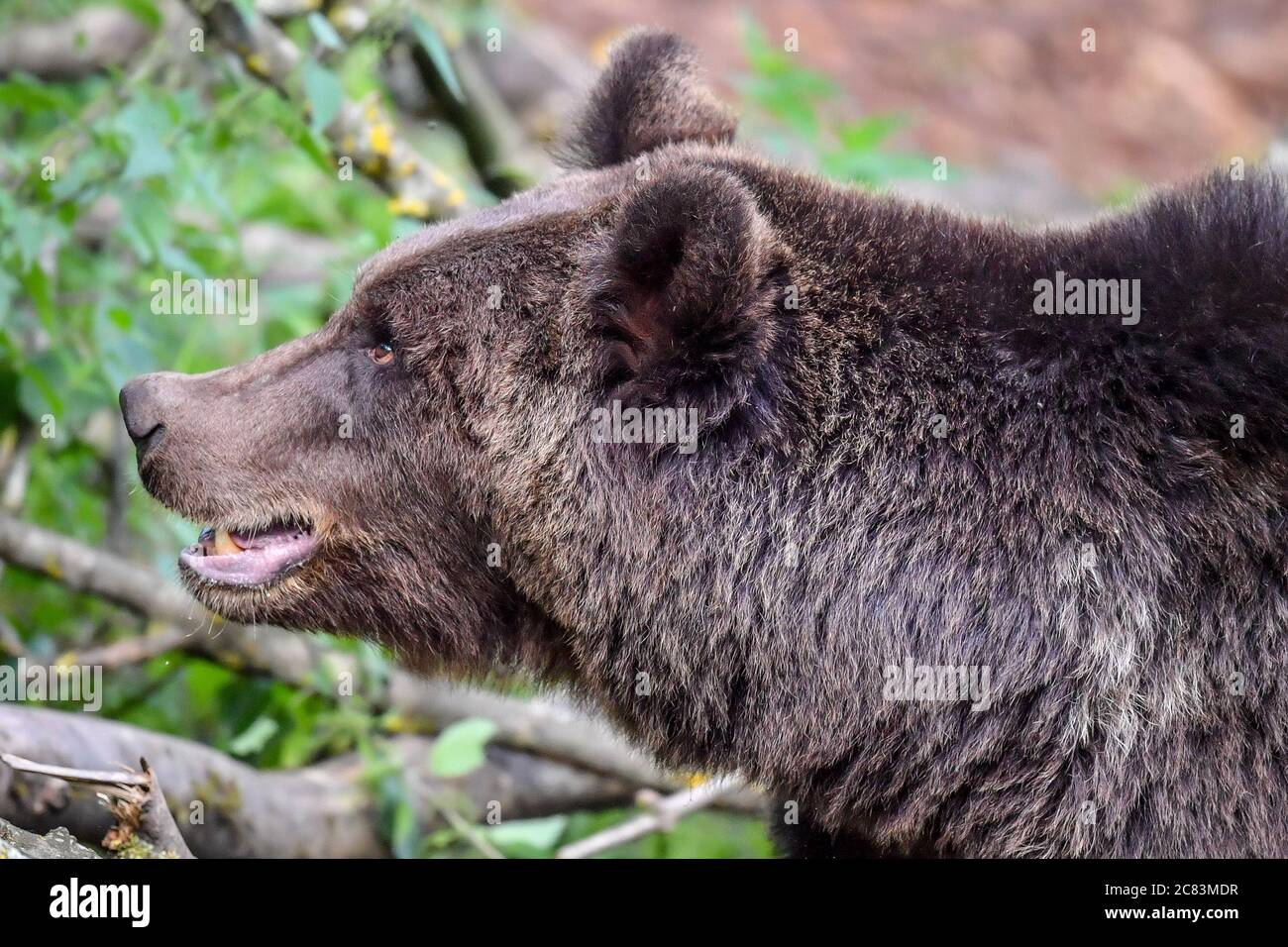 Europäische Braunbären beim Wild Place Project in Bristol, um den 1. Jahrestag der Eröffnung von Bear Wood zu feiern, der größten Ausstellung britischer Braunbären, in der sie neben Wölfen, Luchsen und Vielfraß leben, wie sie es vor Tausenden von Jahren getan hätten. Stockfoto