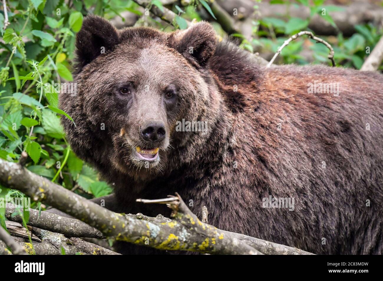 Europäische Braunbären beim Wild Place Project in Bristol, um den 1. Jahrestag der Eröffnung von Bear Wood zu feiern, der größten Ausstellung britischer Braunbären, in der sie neben Wölfen, Luchsen und Vielfraß leben, wie sie es vor Tausenden von Jahren getan hätten. Stockfoto