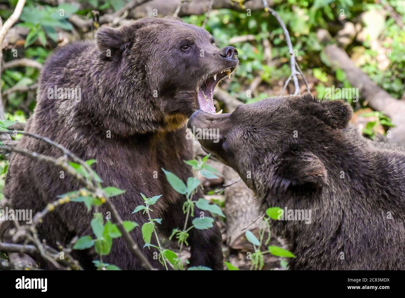 Europäische Braunbären zeigen territoriales Verhalten, während sie im Wild Place Project in Bristol nach Larven suchen, um den 1. Jahrestag der Eröffnung von Bear Wood zu feiern, der größten Braunbären-Ausstellung Großbritanniens, in der sie neben Wölfen, Luchsen und Vielfraß leben. Wie sie es vor Tausenden von Jahren getan hätten. Stockfoto