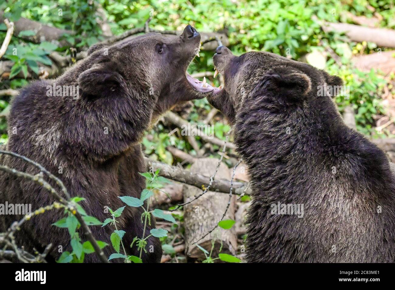 Europäische Braunbären zeigen territoriales Verhalten, während sie im Wild Place Project in Bristol nach Larven suchen, um den 1. Jahrestag der Eröffnung von Bear Wood zu feiern, der größten Braunbären-Ausstellung Großbritanniens, in der sie neben Wölfen, Luchsen und Vielfraß leben. Wie sie es vor Tausenden von Jahren getan hätten. Stockfoto
