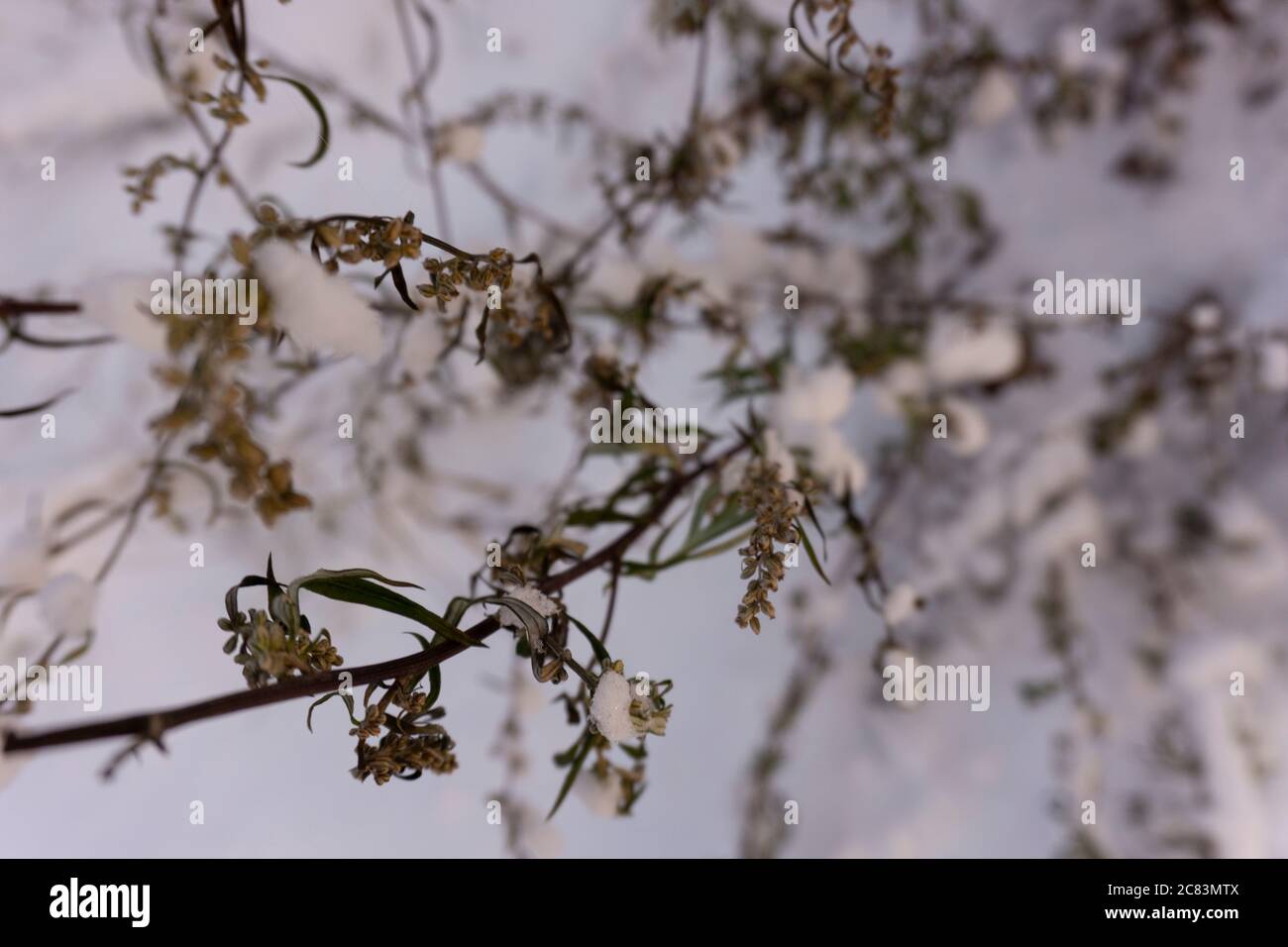 Winterszene Nahaufnahme von getrockneten Pflanzen im Schnee. Unscharfer Hintergrund. Stockfoto