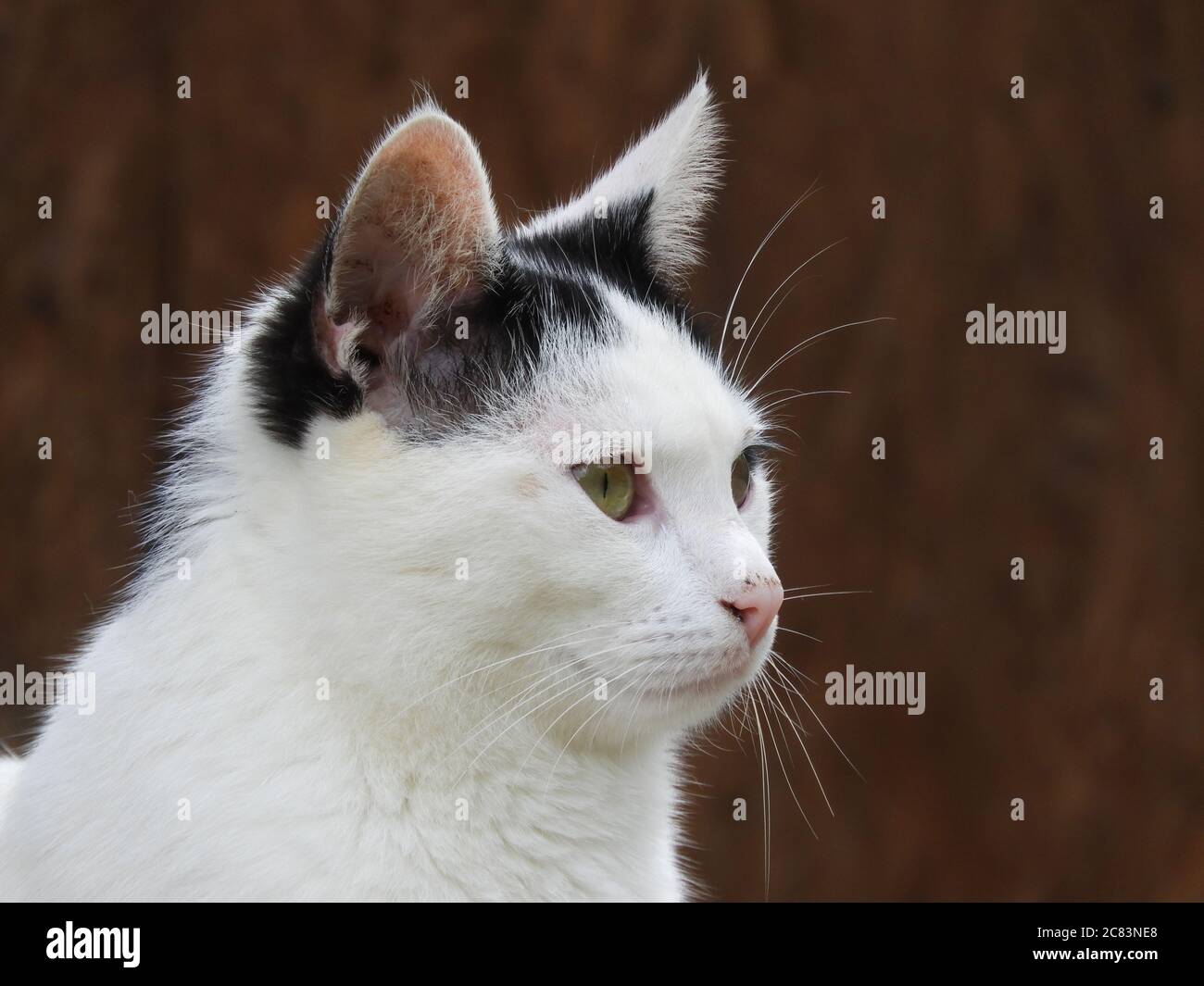 Nahaufnahme einer schwarz-weißen Katze mit Grün Augen Stockfoto