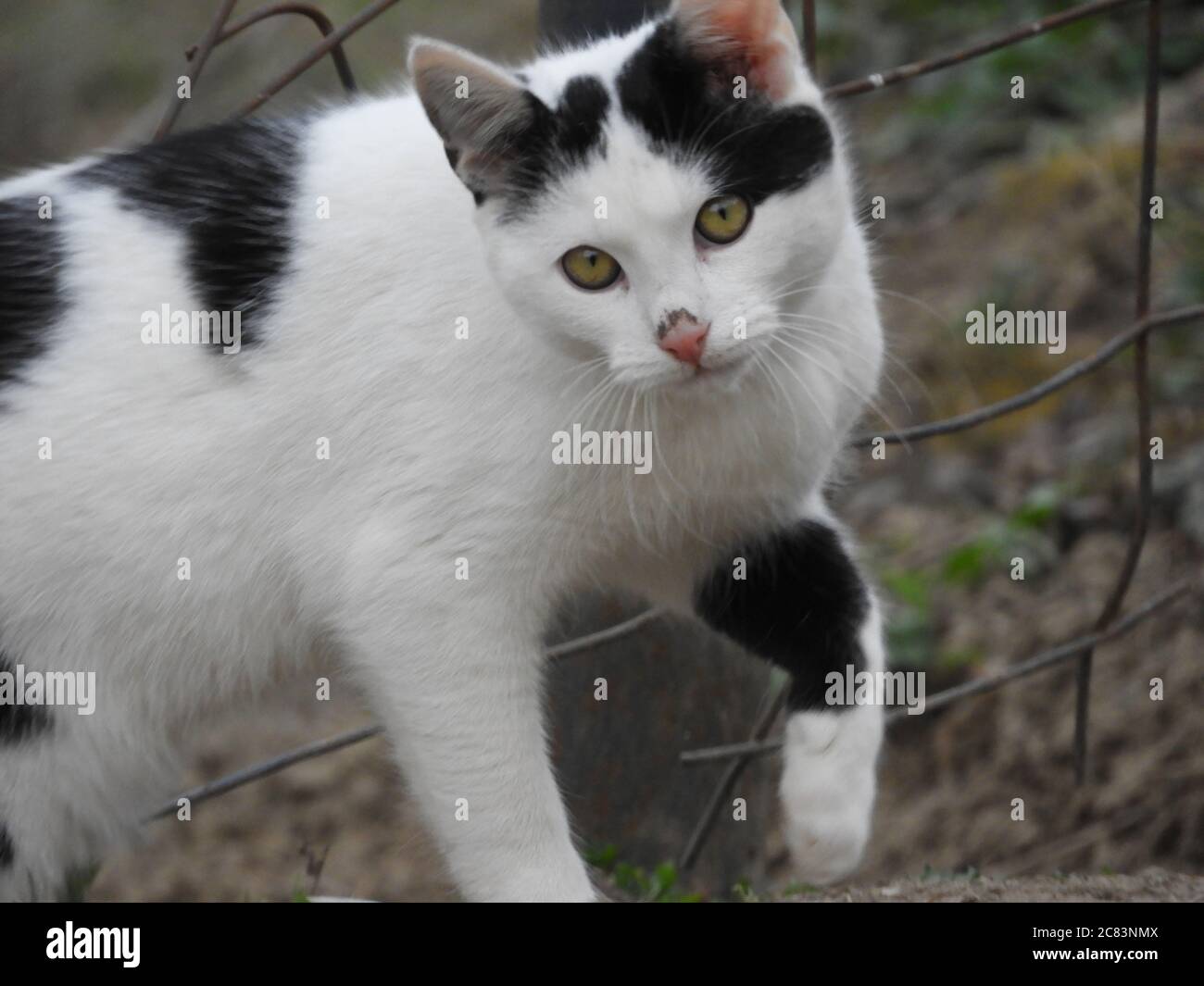 Nahaufnahme einer schwarz-weißen Katze mit Grün Augen Stockfoto