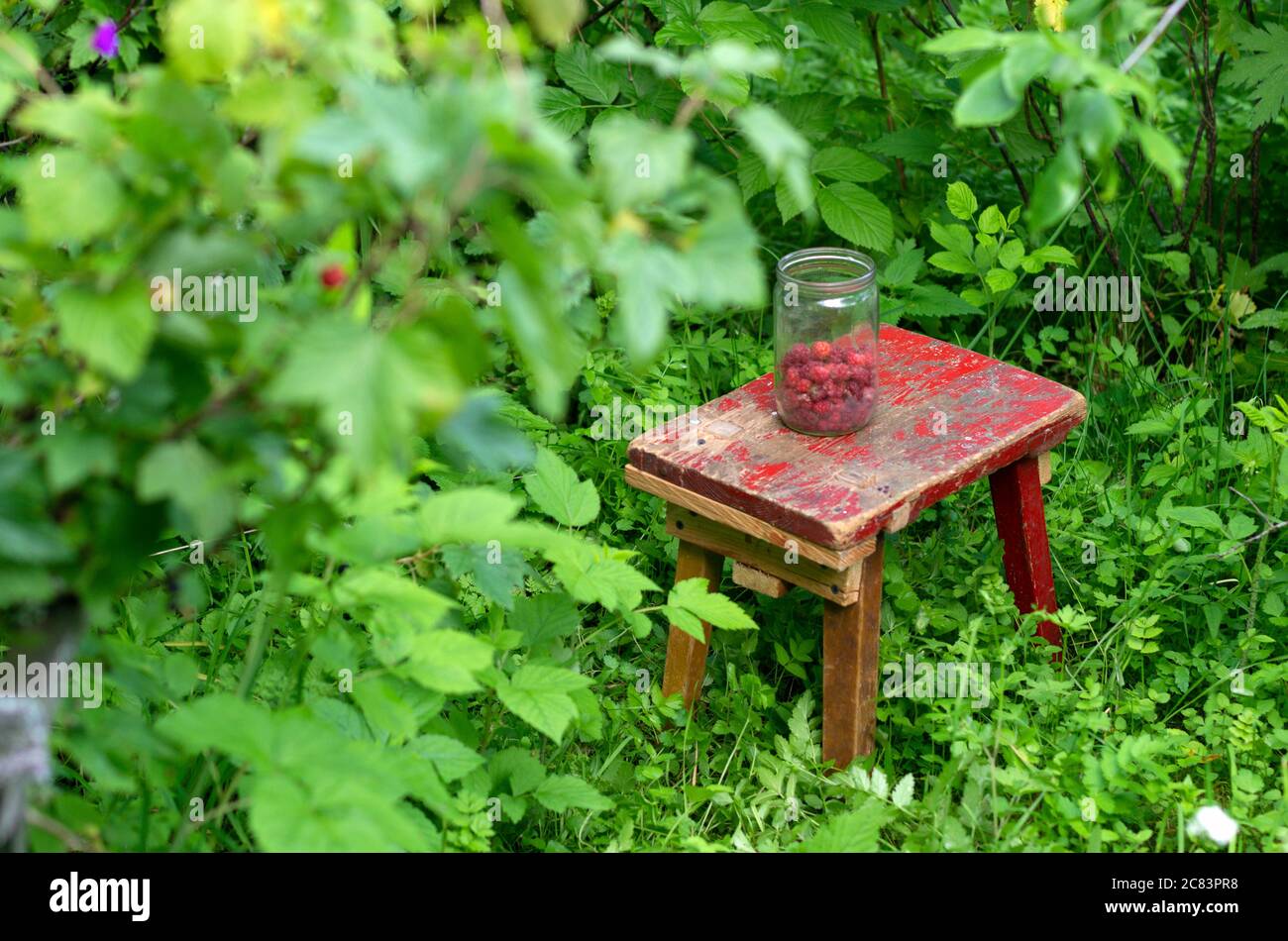 Glas mit roten, reifen Himbeeren auf einer alten Bank in einem grünen Garten Stockfoto