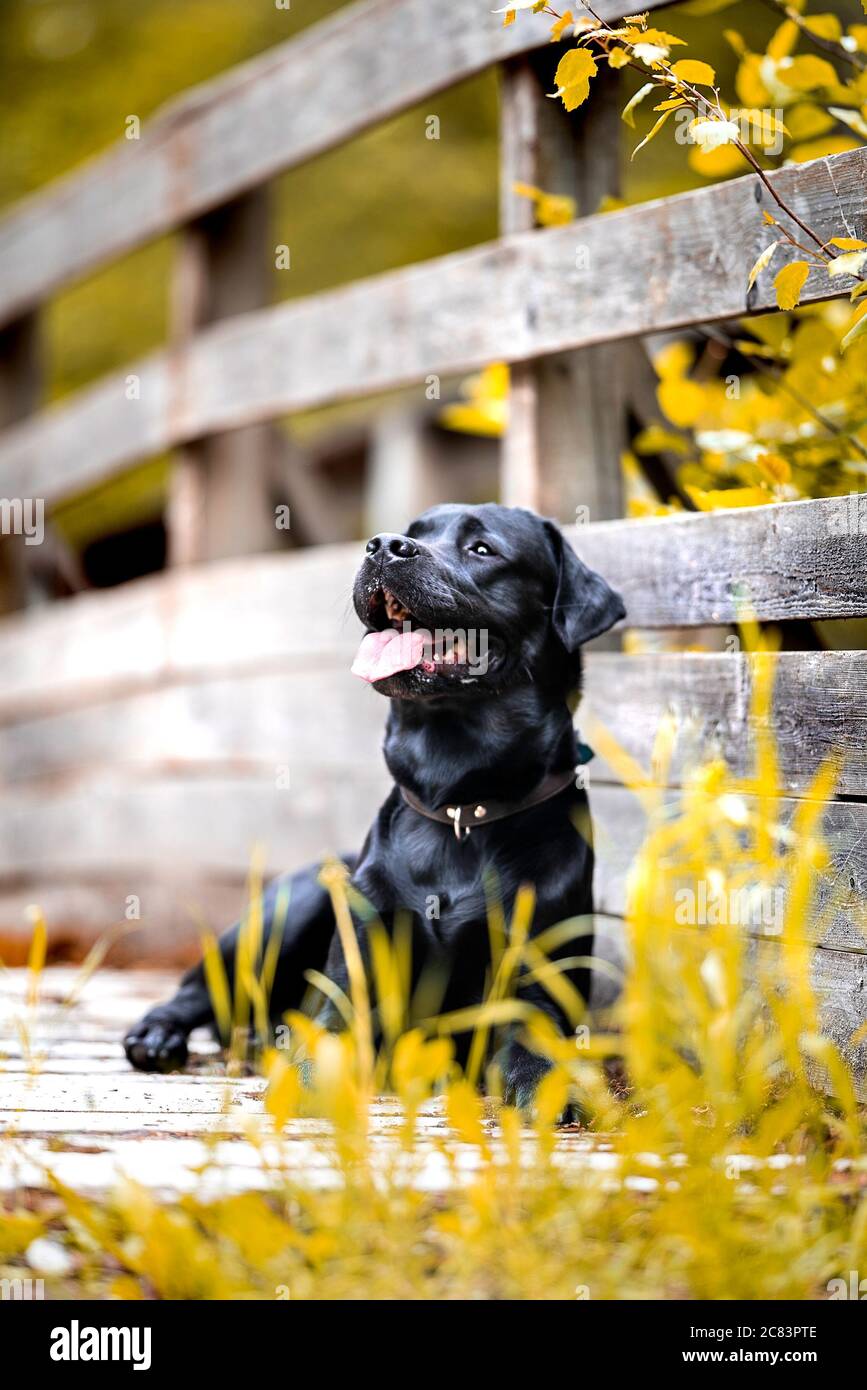 Hund mit Zunge aus liegt auf einem Boden. Stockfoto