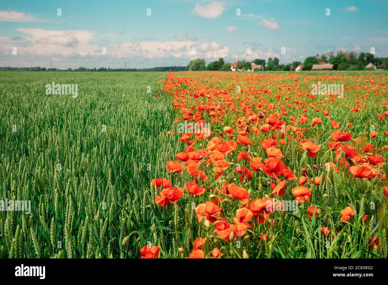 Landwirtschaftliche Landschaft. Blühende Mohnblumen (Papaver) Feld und grünen Weizenfeld an einem sonnigen Tag Stockfoto
