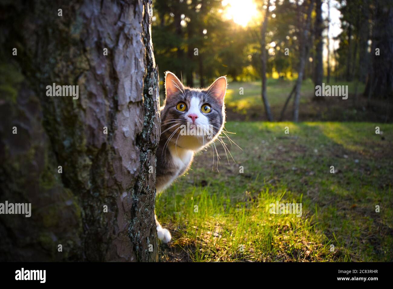 Lustige gestreifte Katze mit grünen verspielten Augen versteckt hinter dem Baum im Wald Stockfoto