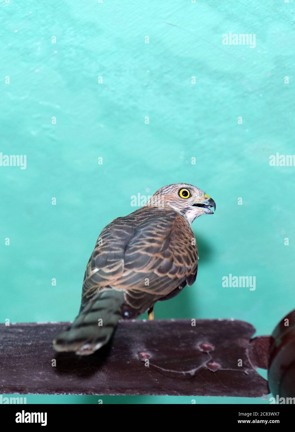 Ein wechselbarer Hawk Eagle auf Fächerblatt zu Hause, in Kerala, Indien. Stockfoto