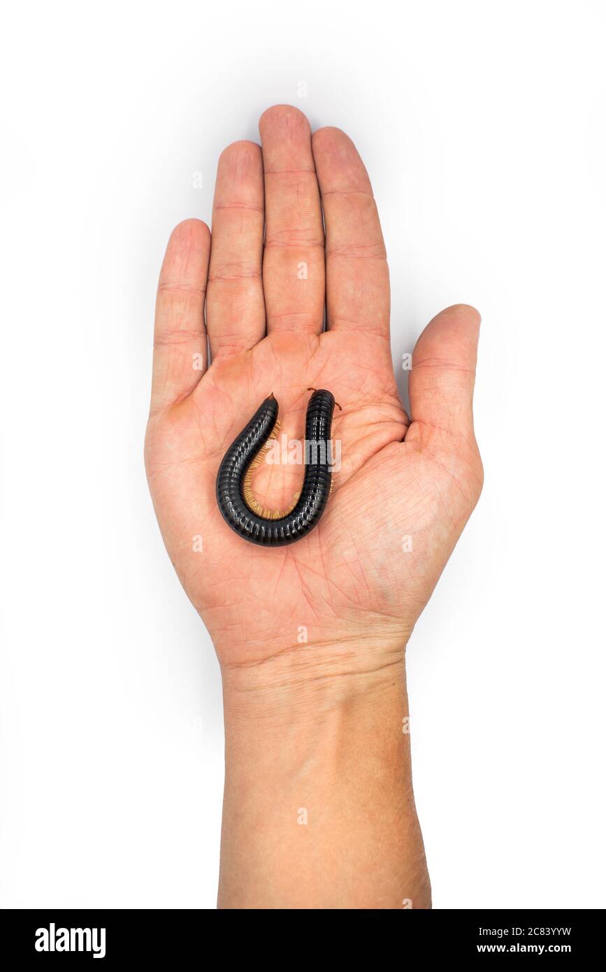 Julida ist ein Tausendfüßler-Orden auf der Hand des Mannes Stockfoto