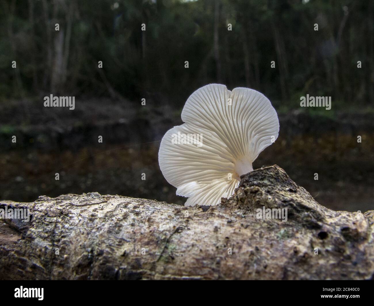 Nahaufnahme des Panellus-Pilzes auf der Baumrinde Stockfoto