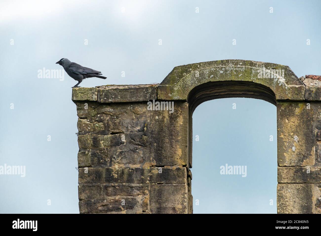 A Jackdaw, Chipping, Preston, Lancashire. GROSSBRITANNIEN. Stockfoto