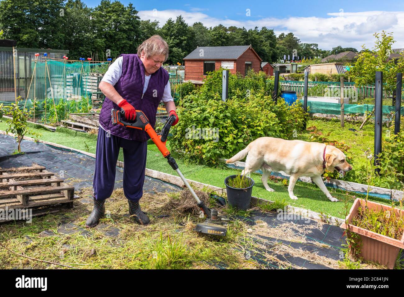 Amanda Milne, arbeitet an Zuteilung Grundstück, Eglinton Growers, Kilwinning, Ayrshire, Schottland, Großbritannien Stockfoto