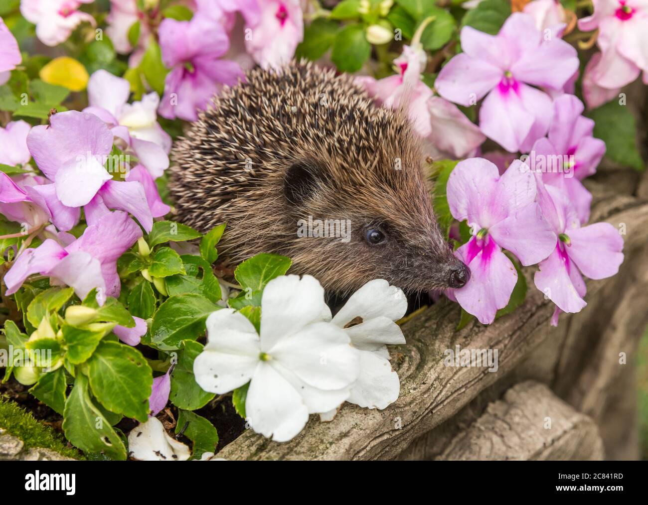 Igel, (Wissenschaftlicher Name: Erinaceus Europaeus) Wilder, einheimischer, europäischer Igel, der in farbenfrohem, lebendiger, geschäftiger Lizzie-Blumenbeet nach rechts sieht Stockfoto