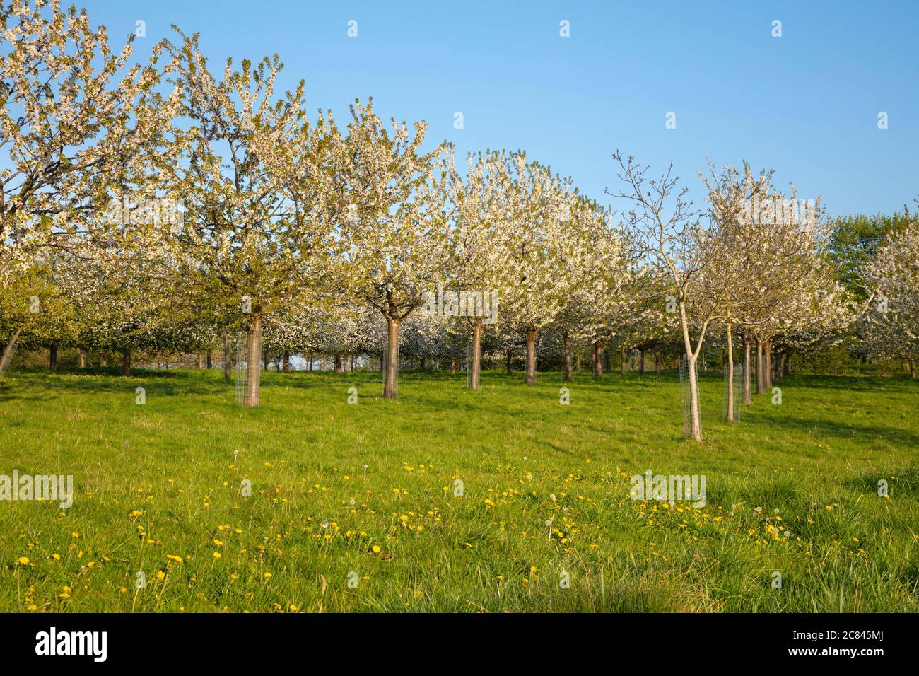 Kirschblüten, Lanstrop, Dortmund, Ruhrgebiet, Nordrhein-Westfalen, Deutschland, Europa Stockfoto