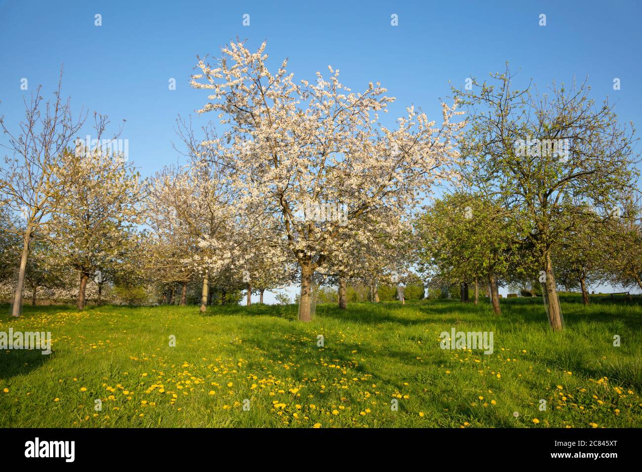 Kirschblüten, Lanstrop, Dortmund, Ruhrgebiet, Nordrhein-Westfalen, Deutschland, Europa Stockfoto