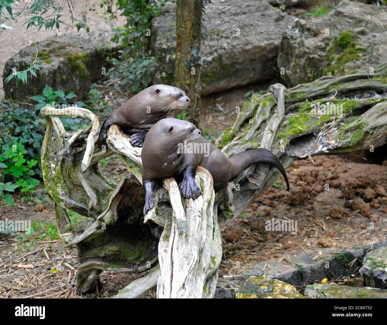 Riesige Flussotter Stockfoto