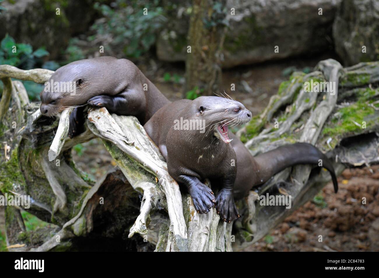 Riesige Flussotter Stockfoto