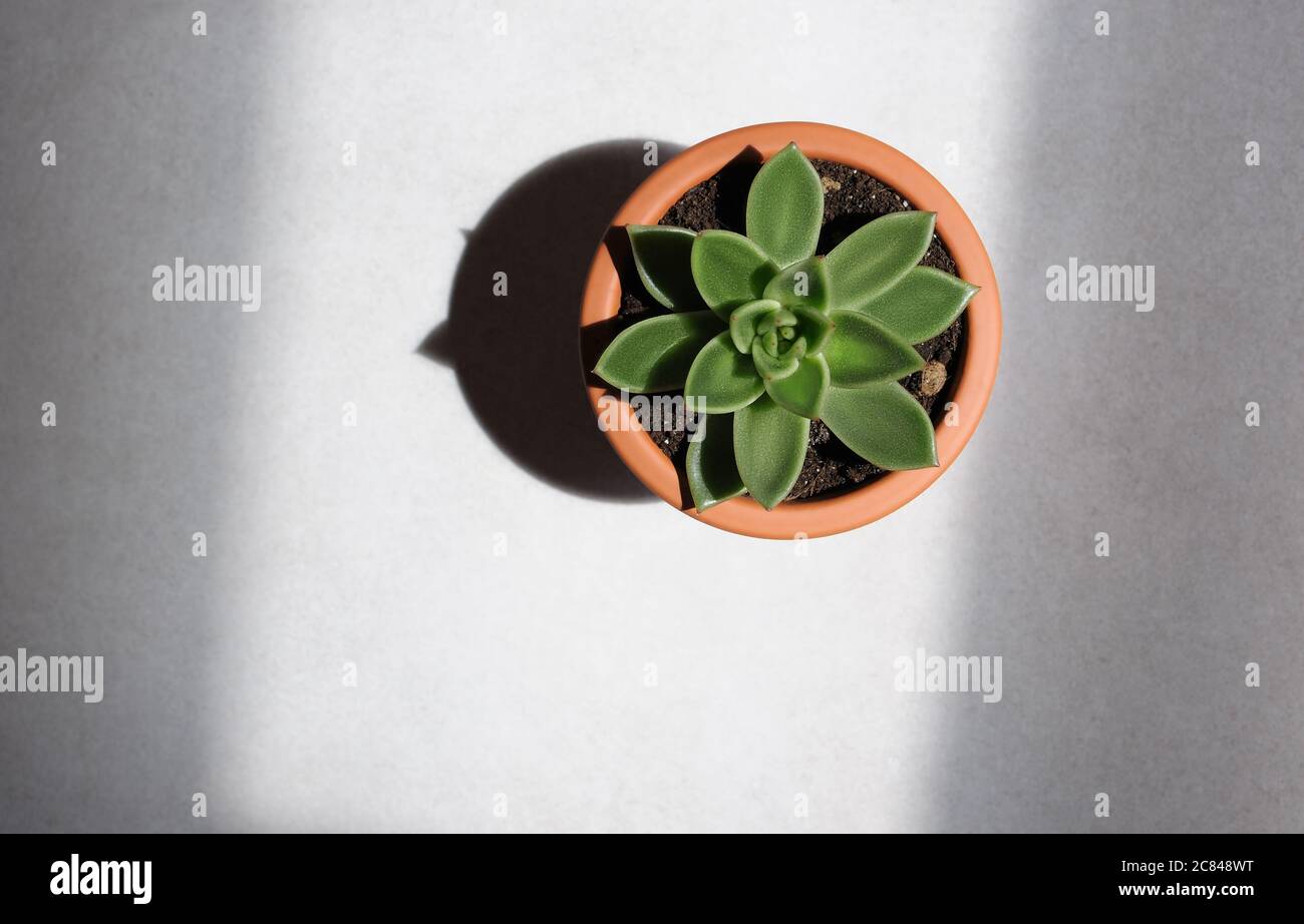 Saftige grüne Pflanze auf Beton Hintergrund. Pflanzen Sie Heimtextilien mit natürlichem Licht, flach liegend. Stockfoto