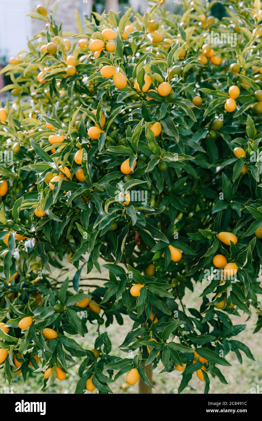 Kumquat oder Fortunella Baum mit reifen Orangenfrüchten auf Ästen im Garten. Stockfoto