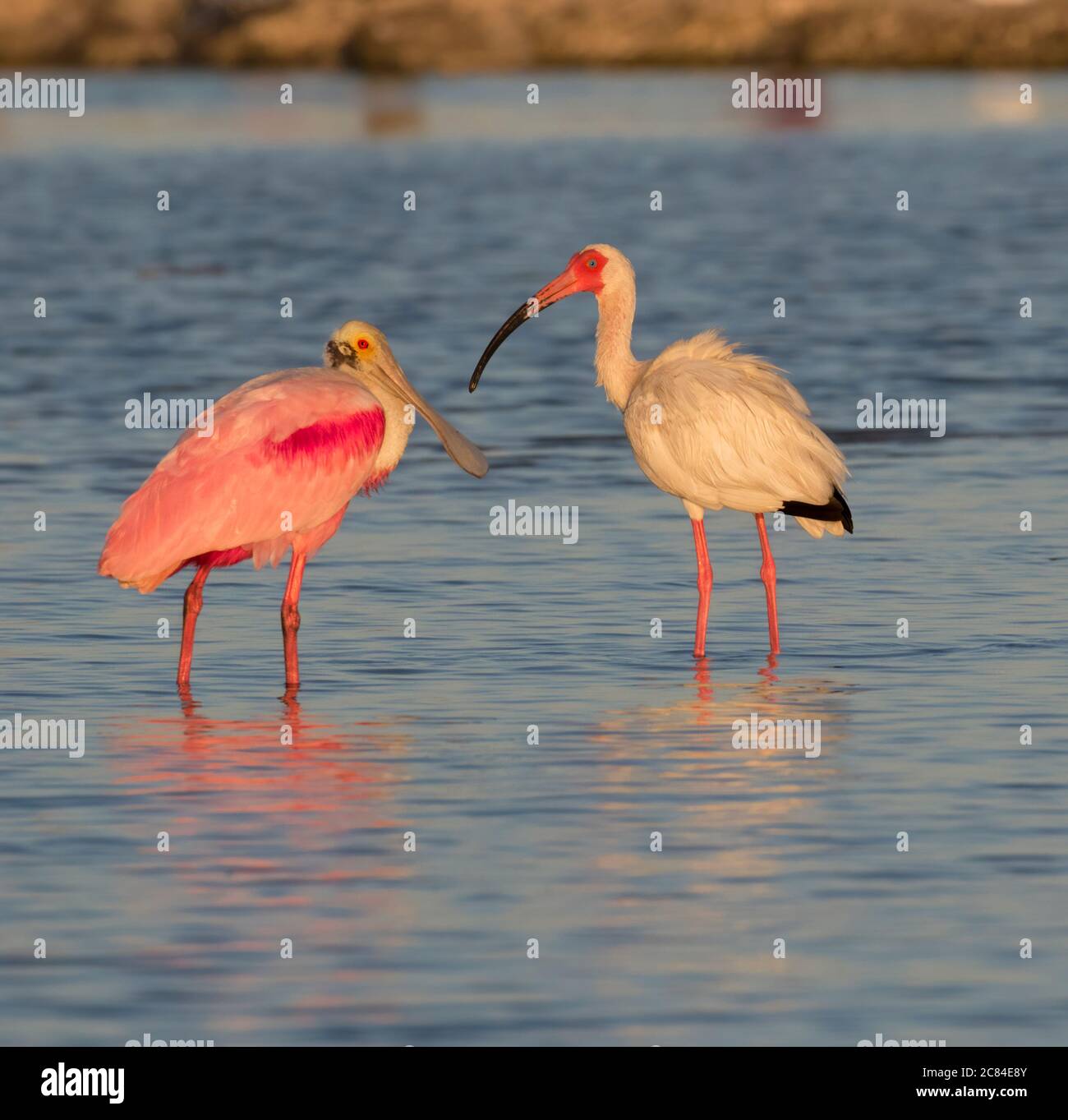 Der Roseatspoonbill und der weiße Ibis waten in Galveston Bay während der Sonnenuntergangsstunden in Texas Stockfoto