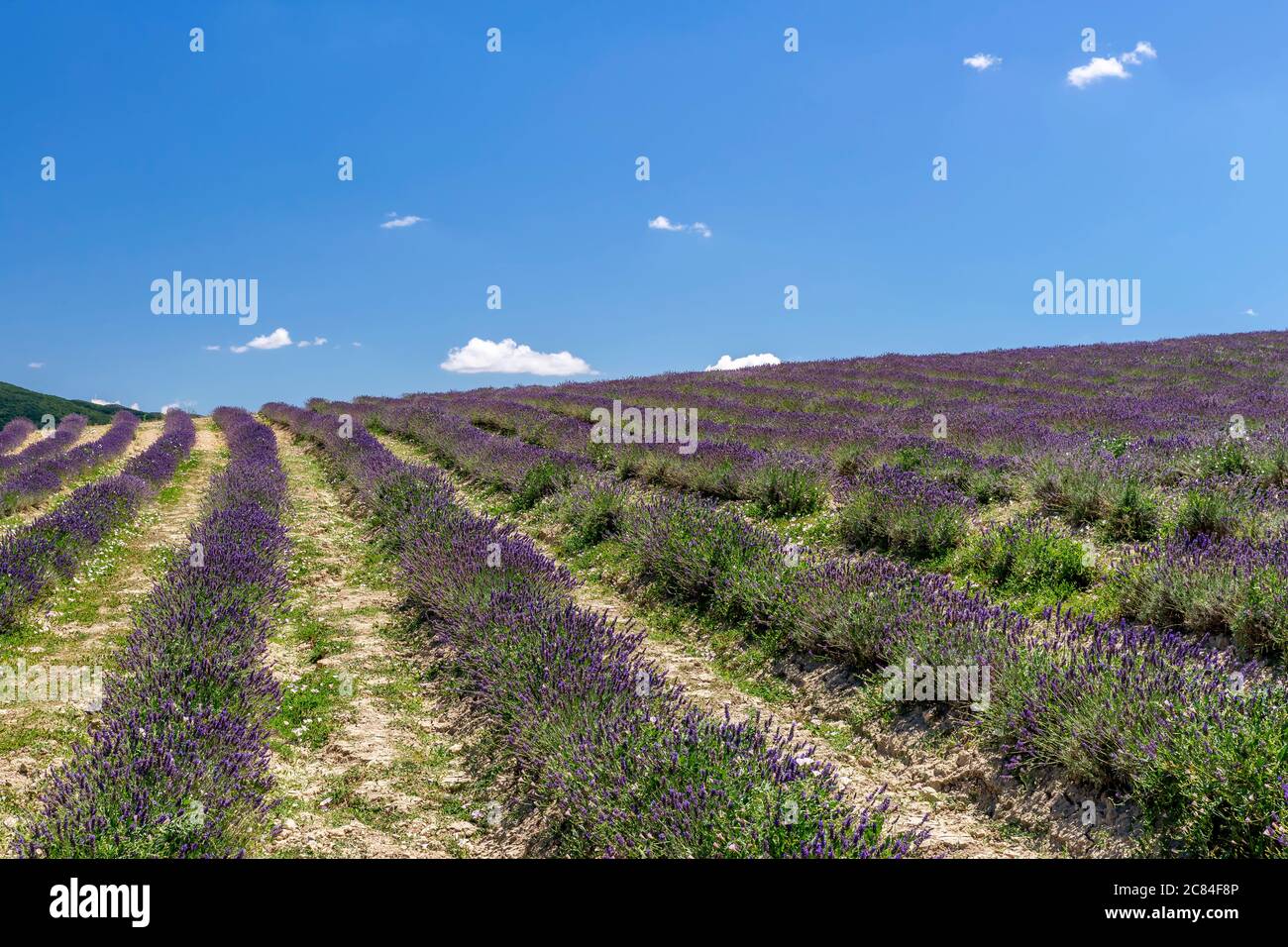Schönes Lavendelfeld in der toskanischen Landschaft in der Nähe des Dorfes Santa Luce, Pisa, Italien Stockfoto