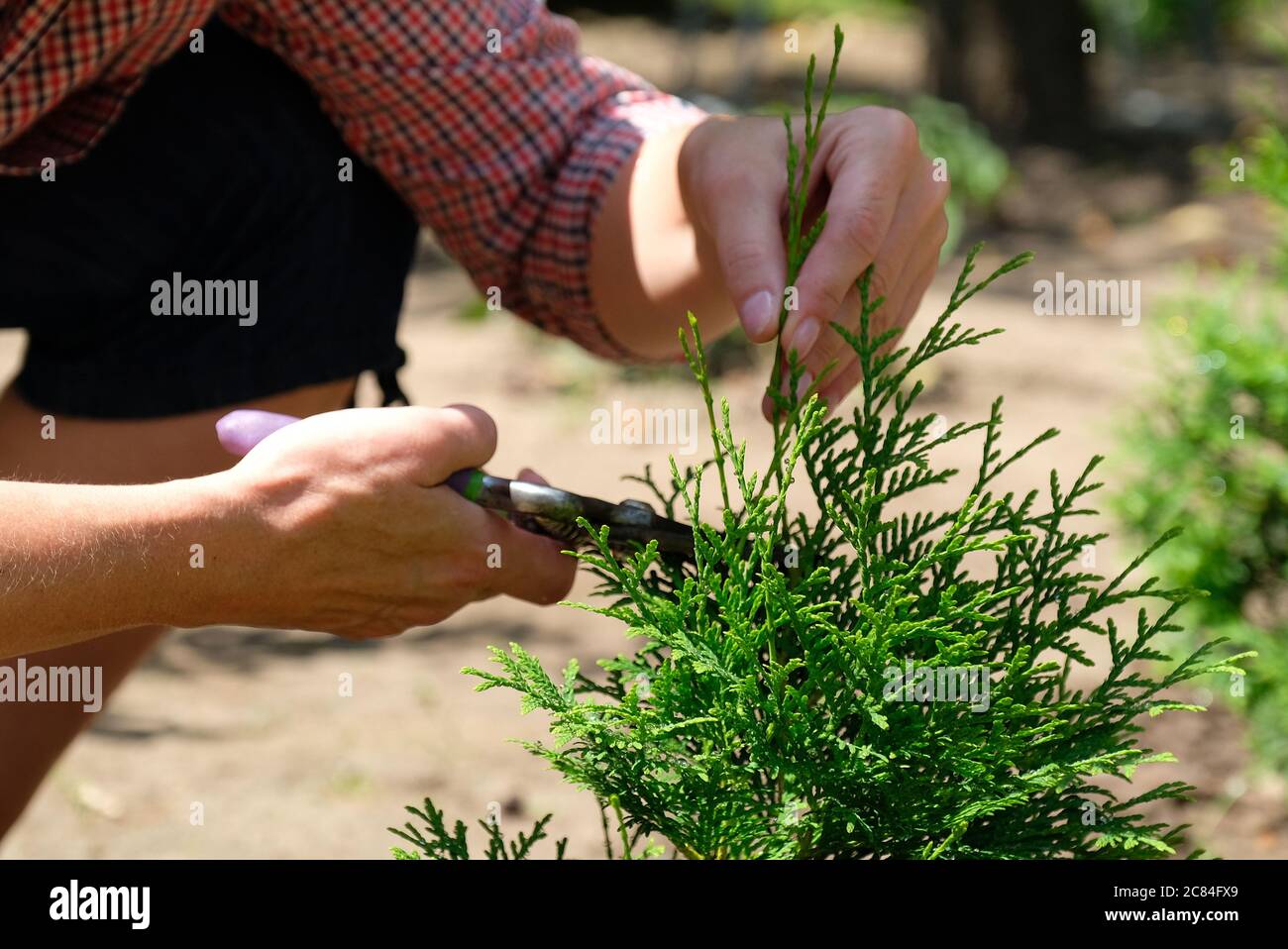 Baum mit messer beschneiden Fotos und Bildmaterial in hoher Auflösung