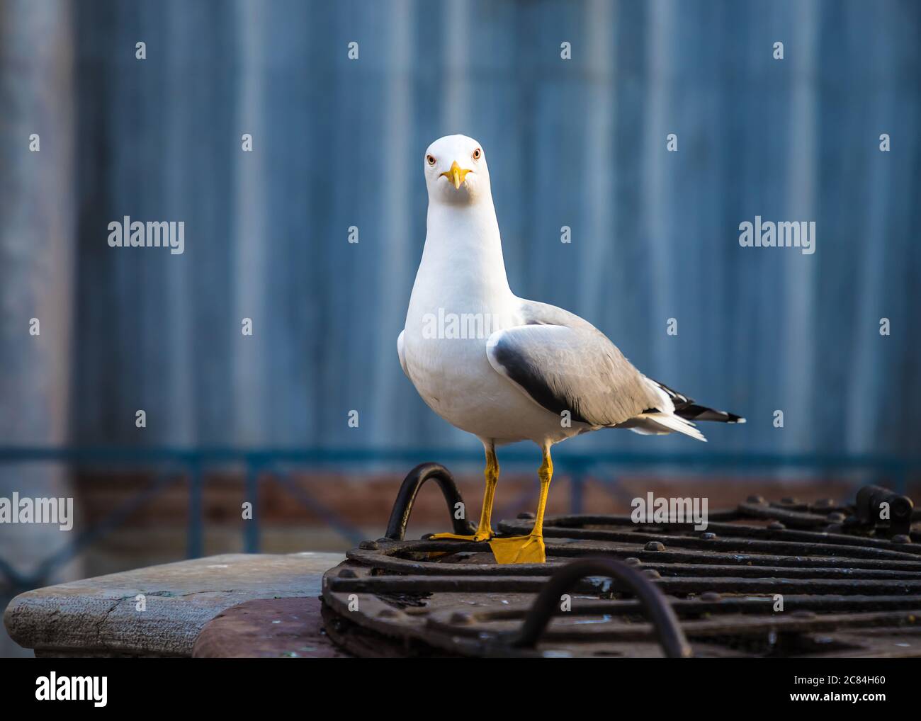 Von Angesicht zu Angesicht mit einer gelbbeinigen Möwe Stockfoto