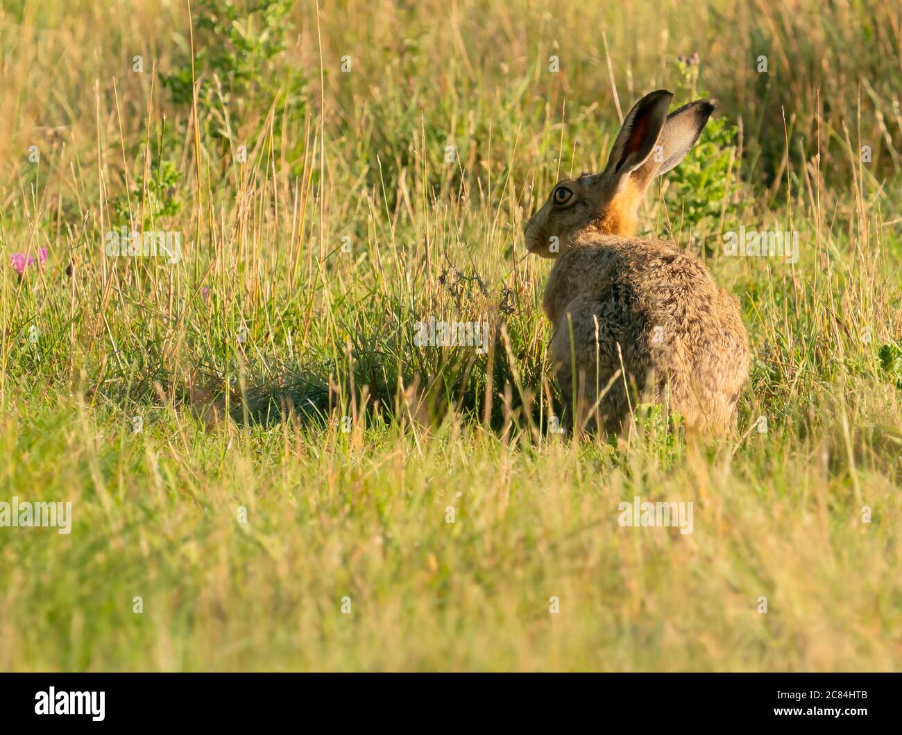 Ein brauner Hase (Lepus Europaeus) sitzt in der frühen Morgensonne, Oxfordshire Stockfoto