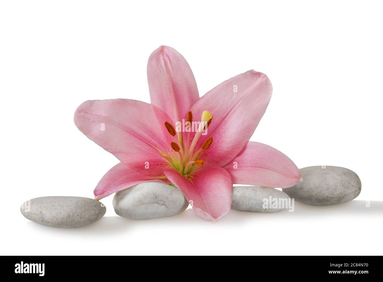 Wellness Stillleben Kieselsteine und rosa madonna Lilie, High-Key-Studio-Aufnahme Stockfoto