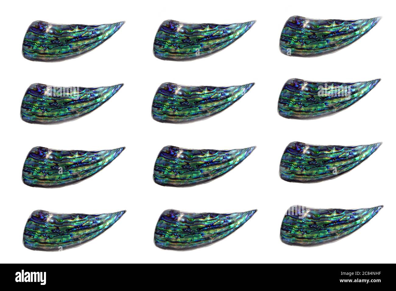 Muster oder abstraktes Bild PF blau polierte Oberfläche von Perlmutt Mollusk Schalen isoliert auf weißem Hintergrund. Scheiben von poliertem Perlmutt Stockfoto