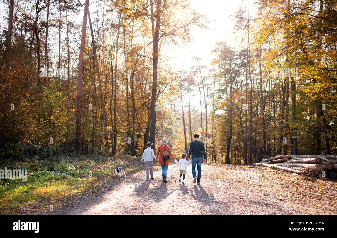 Rückansicht der jungen Familie mit kleinen Kindern und Hund auf einem Spaziergang im Herbstwald. Stockfoto