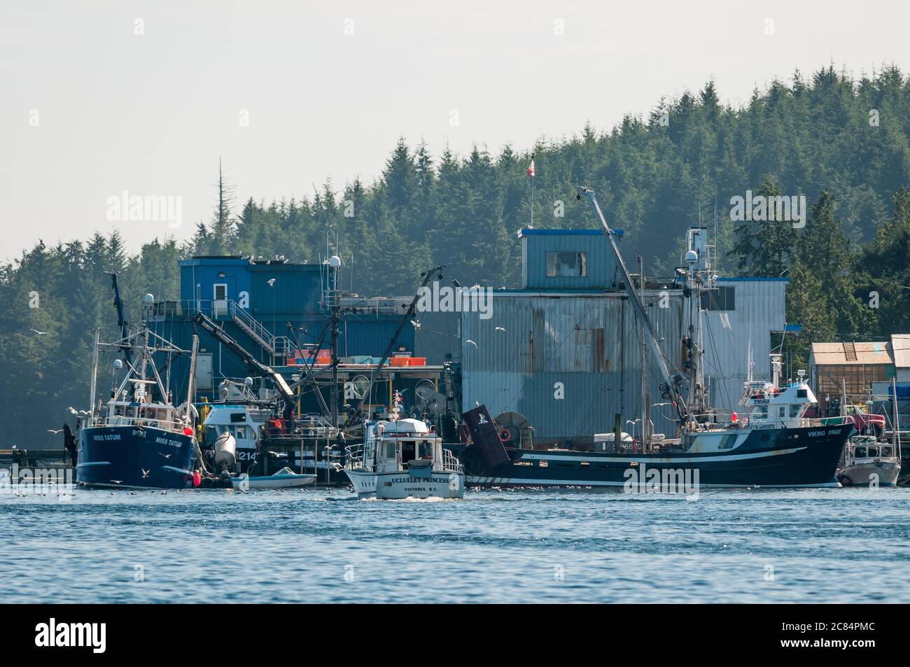 Fischkannereien, Ucluelet, Vancouver Island, British Columbia, Kanada. Stockfoto
