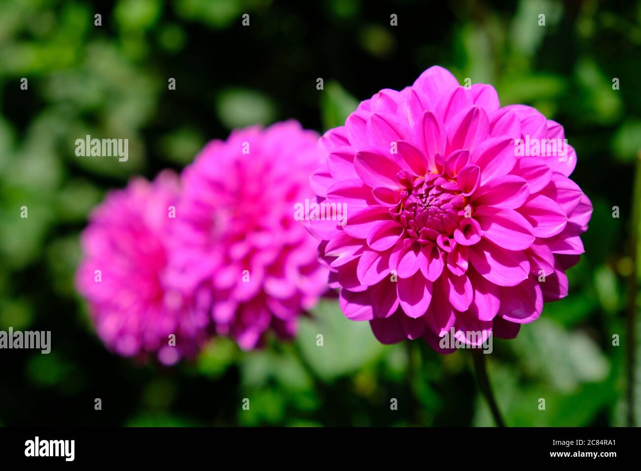 Neuseeland Auckland - Domain City Park Wintergarten Dahlien Blumen (Dahlien) lila Flamme Stockfoto