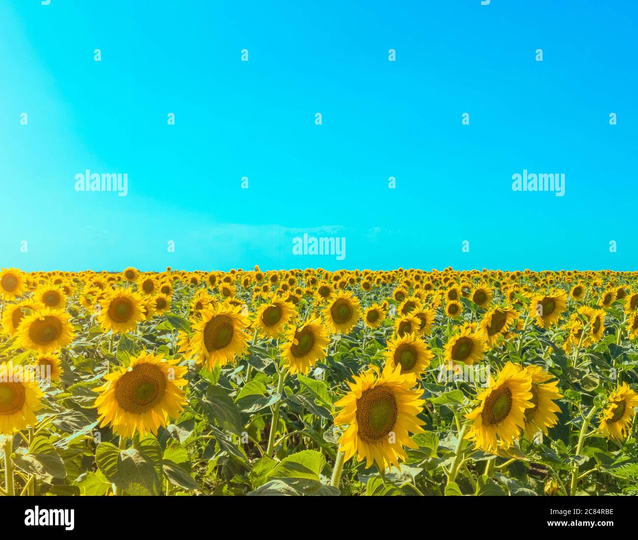 Sonnenblumenfeld mit Sonnenblendung und blauem Himmel. Querformat mit Kopierbereich. Stock Foto. Stockfoto