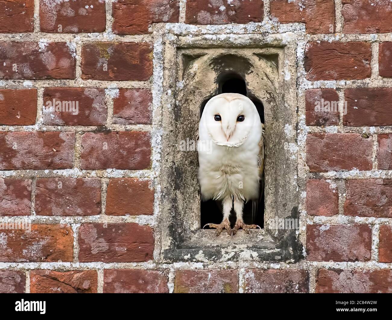 Erwachsene Norfolk-Scheuneneule, die aus ihrem Nistkasten herausschaut Stockfoto