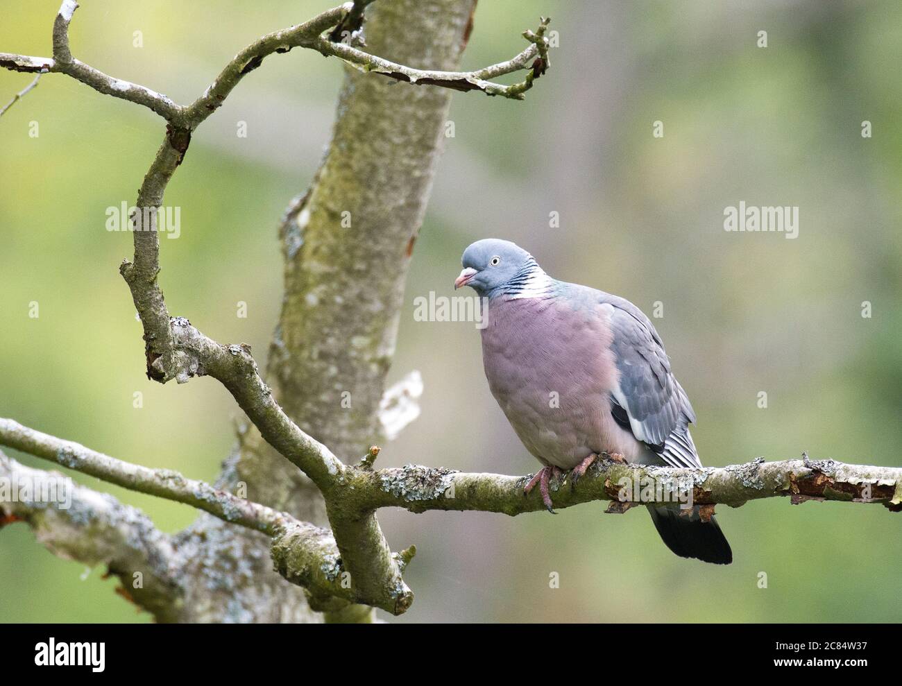 Wilde Taube in einem Baum sitzend Stockfoto