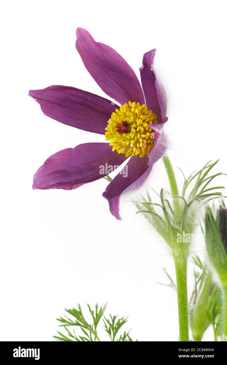 Pulsatilla vulgaris pasqueflower isoliert auf weißem Hintergrund Stockfoto