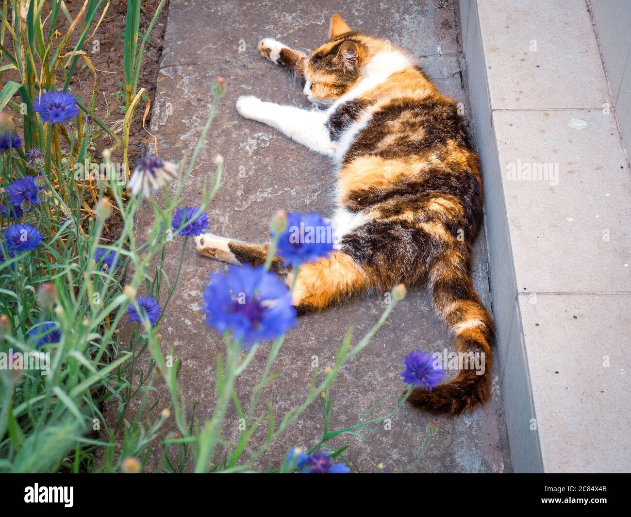 Tricolor calico weibliche Katze schlafen im Freien in der Nähe des Landhauses mit verschwommenen violetten Kornblumen im Vordergrund. Stockfoto