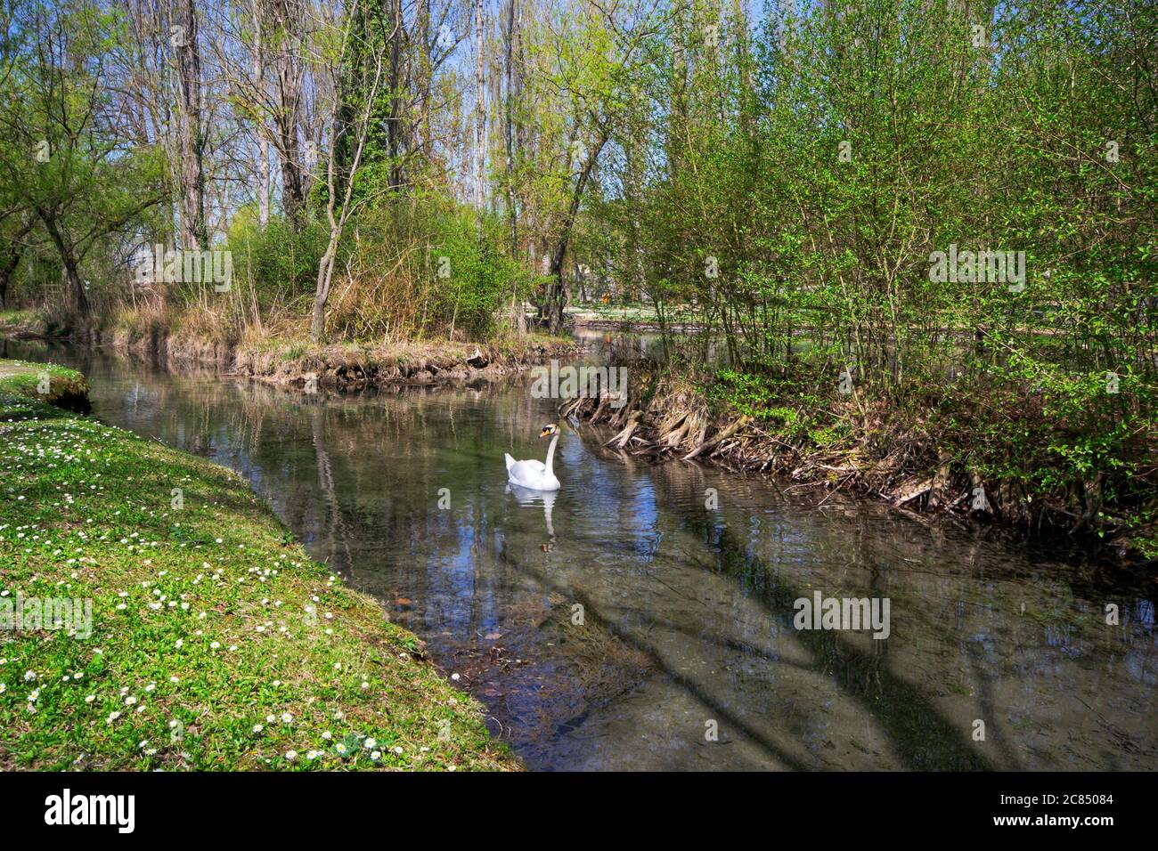 schwan auf dem Fluss im Park Fonti del Clitunno, Spoleto, Umbrien, Italien Stockfoto