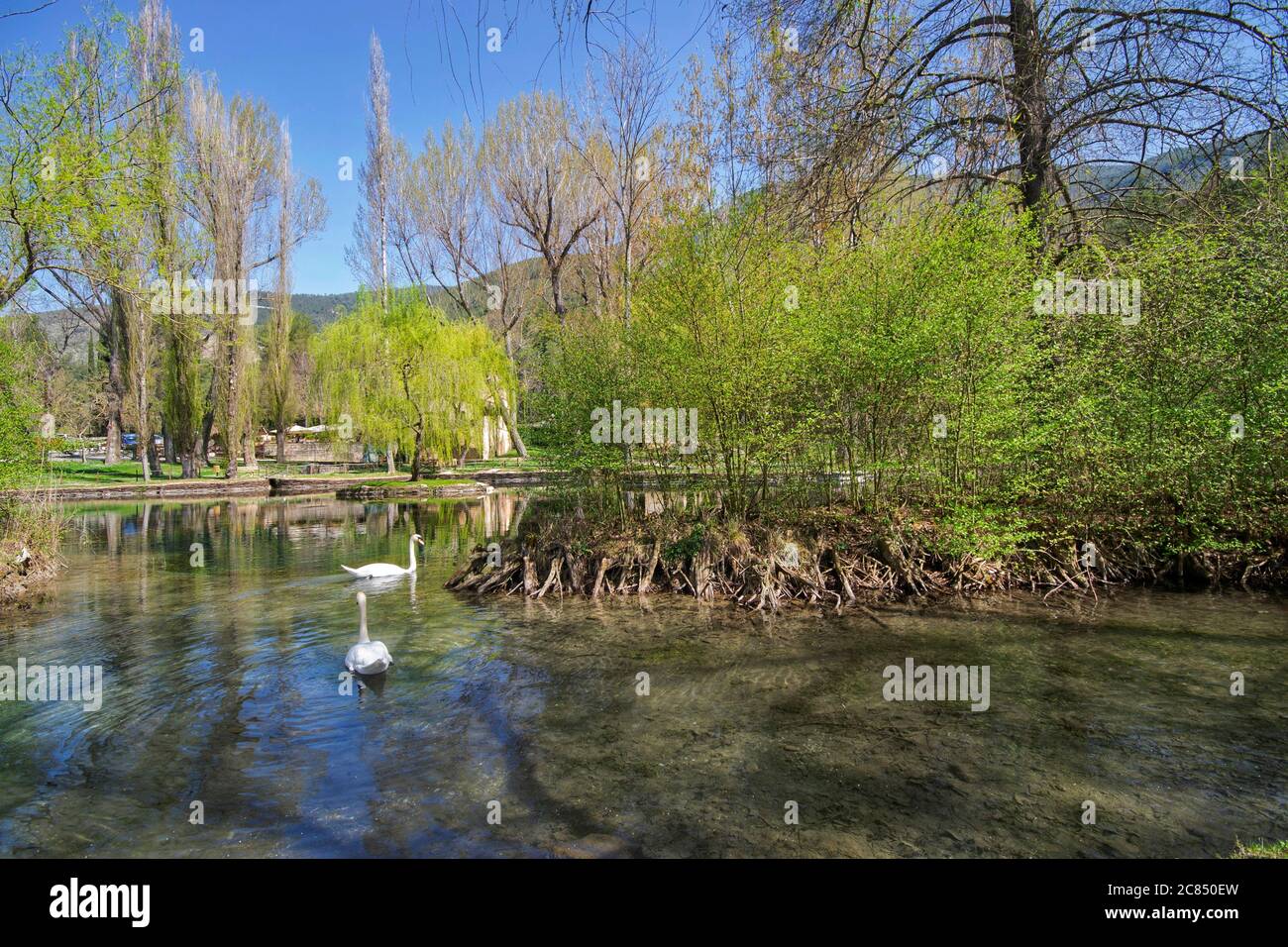schwan Schwimmen auf einem See von Fonti del Clitunno Park, Spoleto, Umbrien, Italien Stockfoto