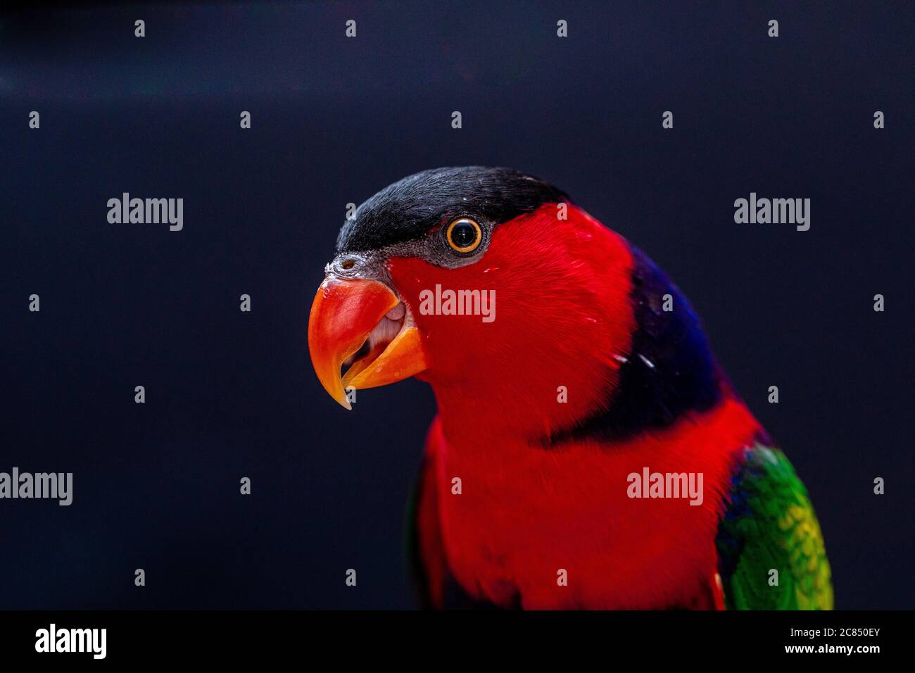 Lory Papagei (Lorius Lory) auf Holzbarsch mit weißem Hintergrund. Stockfoto