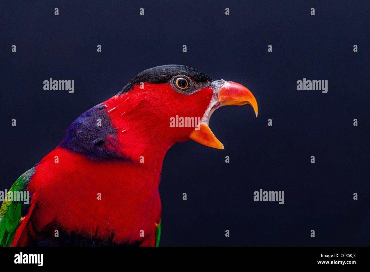 Lory Papagei (Lorius Lory) auf Holzbarsch mit weißem Hintergrund. Stockfoto