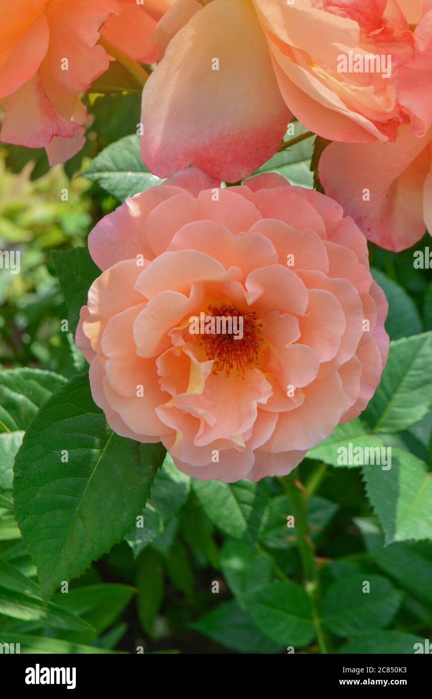 Rose mit zwei Farben in einer einzigen Blume. Zweifarbige blühende Blume. Herrliche Blumen wachsen im Freien. Stockfoto
